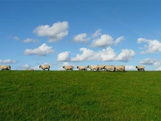 释义谜底解释：”几番挣扎，弃暗投明。未必从此享太平。不抢不夺，有违本性。明争暗斗是世情”打一最佳最佳生肖,独家释义词语解释