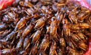 新加坡进入食虫时代：16种昆虫被批准供人食用 ！