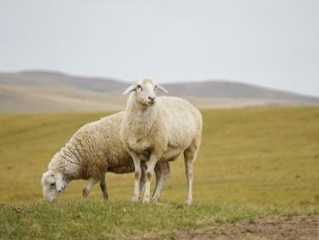 ”以火止沸”是什么生肖指猜打哪一个最佳准确生肖，以火止沸甄选赏析词语阐述解释