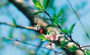 2025年清明节冲什么生肖 !
