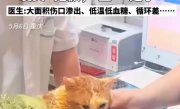 掉入火锅小猫因病情恶化已离世 ！