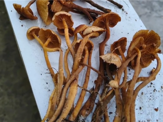 中午吃晚上又吃 5人误食剧毒蘑菇“条盖盔孢伞”致3死2伤 ！