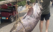 渔民抓160斤巨型石斑鱼 两名成年人抬着过秤 !