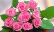 八朵玫瑰花代表什么意思（八朵玫瑰花象征的寓意是什么） ！