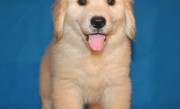 纯种金毛幼犬价格（纯种金毛幼犬的价格范围）