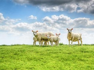 成语作答释义：“几番挣扎，弃暗投明。未必从此享太平。不抢不夺，有违本性。明争暗斗是世情！”|猜指哪个是什么生肖|解指一最佳最佳生肖|独家释义词语解释! 