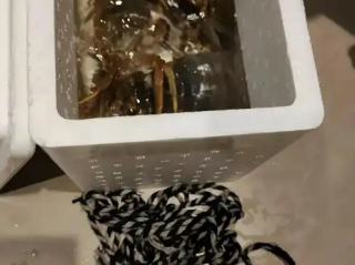 5两的大闸蟹捆了1两的绳子 ！网友：卖蟹还是卖绳？