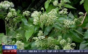 我国已记录660多种外来入侵物种：对生态系统危害极大！