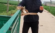 妻子连续3年逼脑梗丈夫走路锻炼：丈夫状态比以前好多了 !