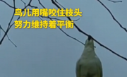 失去双脚的鸟儿用嘴牢牢咬住枝头 在空中吊着身体休息 网友：飞起来的一瞬间更让人敬畏 ！
