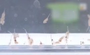 地球现存较为古物种之一！新疆沙漠首次发现盐水丰年虾 !