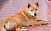 中华田园犬与土狗的区别（中华田园犬和土狗有何差异） ！