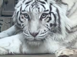 青岛虎界“刘亦菲”小孬火出圈了：外地游客专程前来打卡 ！