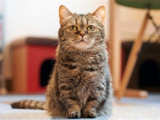掉进火锅的猫咪已送医：取名51 ！