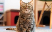 女子和流浪猫贴贴被咬伤眼部 当事人：已经打了疫苗 ！