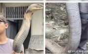 三哥太勇！印男子徒手抓小腿般粗巨型眼镜王蛇：淡定到跟玩一样 ！