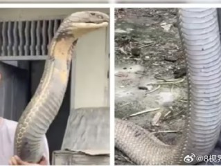 三哥太勇！印男子徒手抓小腿般粗巨型眼镜王蛇：淡定到跟玩一样 ！
