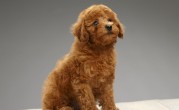 泰迪多少钱一只（泰迪犬的市场价格和购买情况）