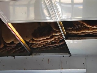 开眼了 徐州一户人家惊现1米巨型蜂巢 三大桶装不下 ！