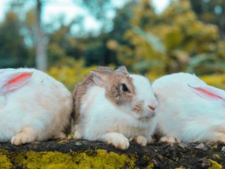 只顾前后，不瞻前后。前无去路看不见。抬望过眼，睇睇不穿。谁来干里共婵娟打一最佳精确生肖词语,优佳谜底赏析解释！