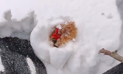 主人捡鸡蛋发现鸡被雪埋3天还活着：都被冻实了、生命真顽强 ！