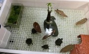 家里养乌龟好吗（在家庭环境中养乌龟的适宜性和注意事项）