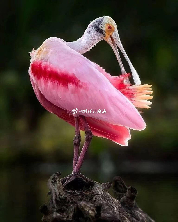 闻风而起打一个正确的生肖,标准诗文解释落实